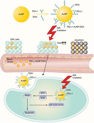 The Application of and Strategy for Gold Nanoparticles in Cancer Immunotherapy